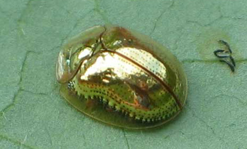 golden tortoise beetle - Charidotella bicolor (Fabricius)