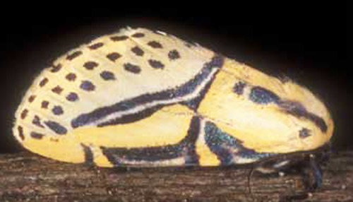 Adult hieroglyphic moth, Diphthera festiva (F.). 