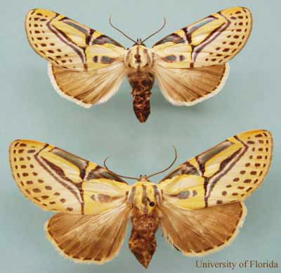 Adult male (top) and female of the hieroglyphic moth, Diphthera festiva (F.). Male collected from Okaloosa Co. Florida, female from Alachua Co., Florida. 