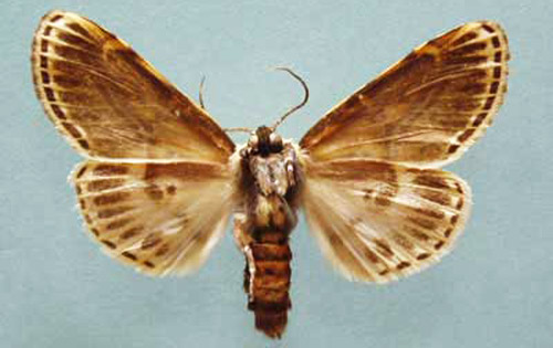 Underside of an adult male hieroglyphic moth, Diphthera festiva (F.), collected from Abita Springs, Louisiana. 