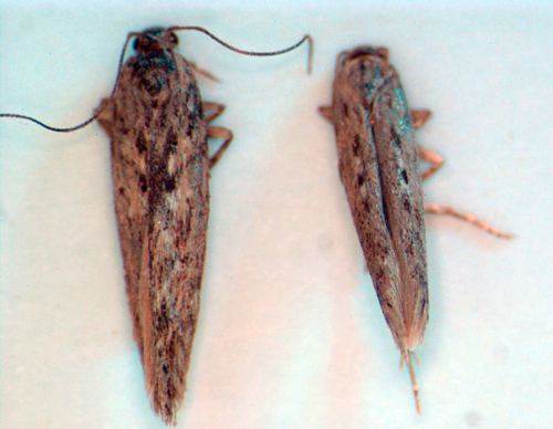 The potato tuberworm, Phthorimaea operculella (Zeller) adults.