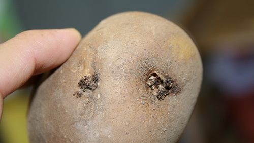 Damage on potato tuber eyes by Phthorimaea operculella (Zeller). 