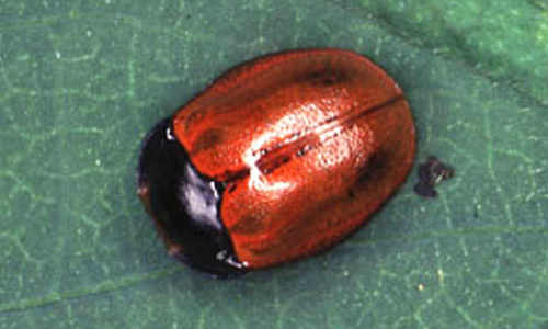 Adult of the tortoise beetle, Chelymorpha cribraria (Fabricius), with antennae and legs drawn in. 