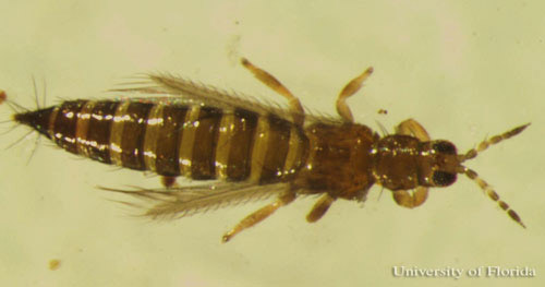 Dorsal view of an adult common blossom thrips, Frankliniella schultzei Trybom. 