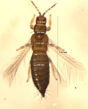 Dorsal view of an adult common blossom thrips, Frankliniella schultzei Trybom, with dimensions marked.