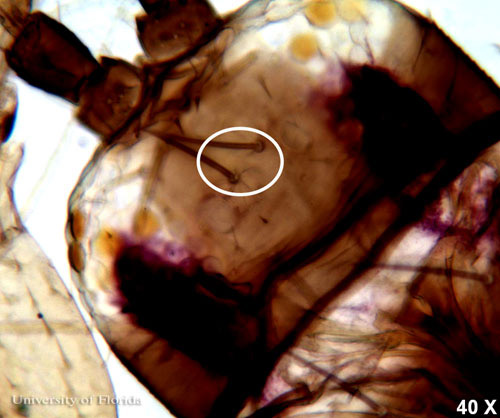 Head of an adult common blossom thrips, Frankliniella schultzei Trybom, showing interocellar setae at 40 X magnification.