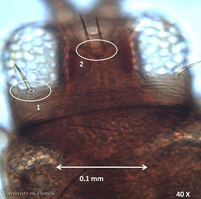 Head of an adult common blossom thrips, Frankliniella schultzei Trybom, showing postocular setae (1) smaller than interocellar setae (2) at 40 X magnification. 