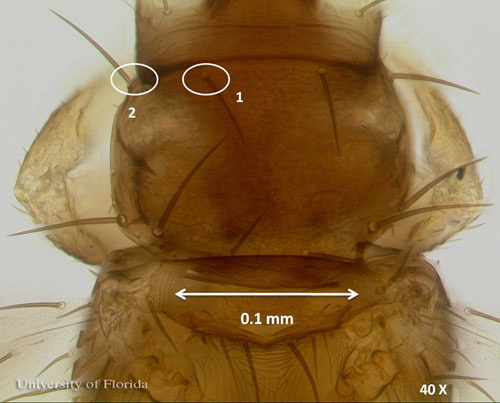 Prothorax of an adult common blossom thrips, Frankliniella schultzei Trybom, showing the anteromarginal setae (1) slightly shorter than anteroangular setae (2) on the anterior of the prothorax. 