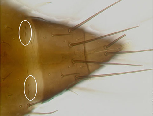 Abdomen of an adult common blossom thrips, Frankliniella schultzei Trybom, showing a weakly developed comb on the eight abdominal segment at 40 X magnification.