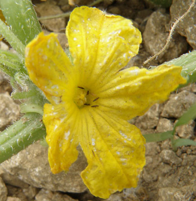Cucumber flower showing decoloration due to feeding by adult common blossom thrips, Frankliniella schultzei Trybom.