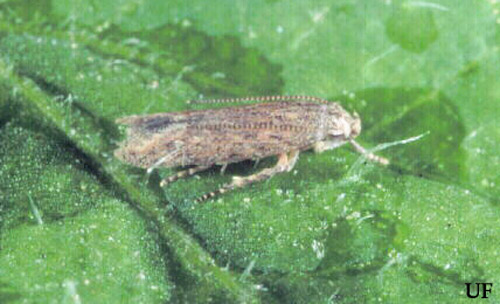 Adult of the tomato pinworm, Keiferia lycopersicella (Walshingham).