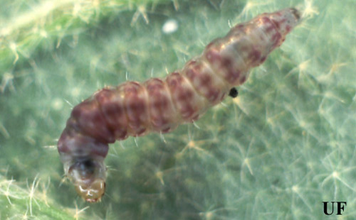 Larva of the tomato pinworm, Keiferia lycopersicella (Walshingham).