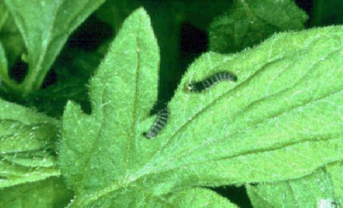 Larvae of the tomato pinworm, Keiferia lycopersicella (Walshingham). 
