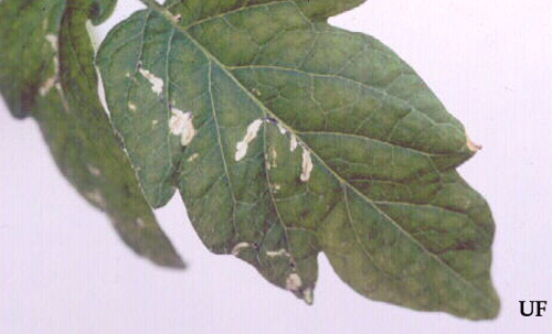 Leaf mining damage caused by the tomato pinworm, Keiferia lycopersicella (Walshingham).