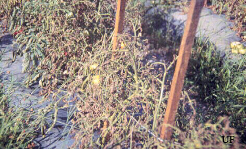 Tomato foliage showing field damage by tomato pinworm, Keiferia lycopersicella (Walshingham). 