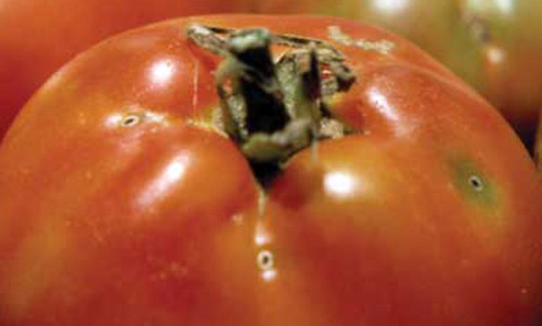 Tomato pinworm, Keiferia lycopersicella (Walshingham), damage on tomatoes. 