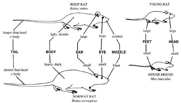 Rodent baiting & trapping: why you shouldn't do it