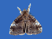 Orgyia detrita male moth