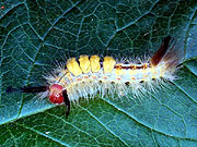 Orgyia leucostigma larva