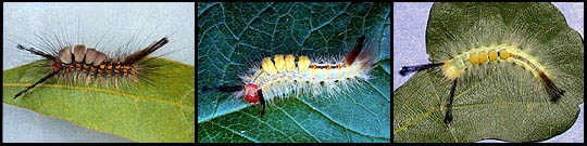 Caterpillars of Orgyia detrita, 
O. leucostigma, and O. definita