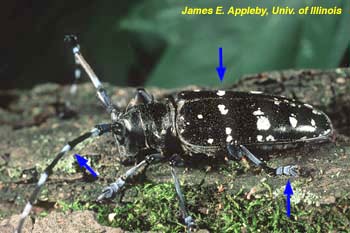 Characters for identifying the Asian 
longhorned beetle