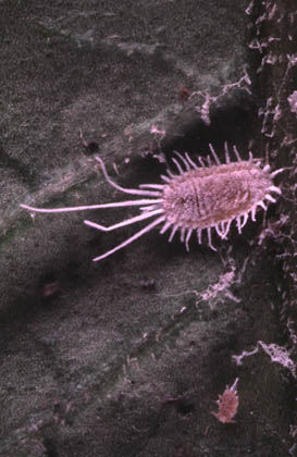 Pseudococcus maritimus