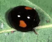 A Chilocorus lady beetle