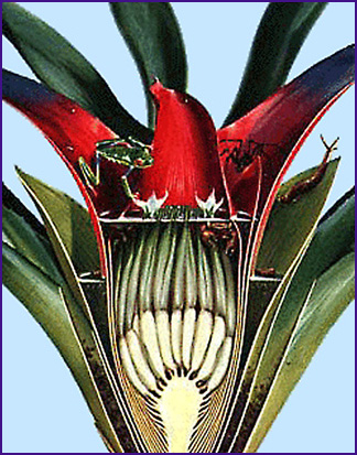 Bromeliad Biota - Phytotelmata