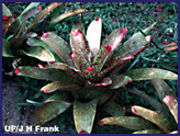 Neoregelia sp. bromeliad