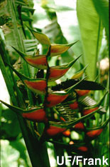Heliconia plant
