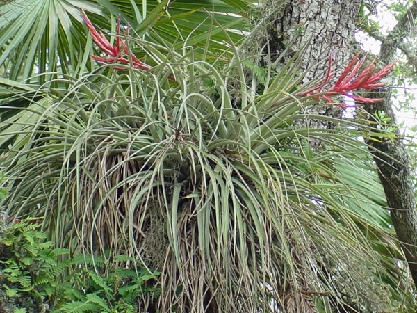 Tillansia fasciculata