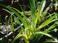 Catopsis floribunda