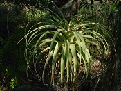 giant airplant