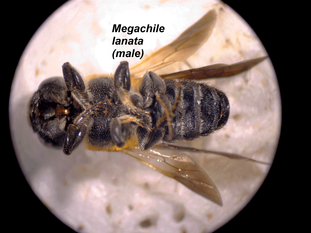 Ventral Habitus