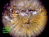 andpermalescutellum.JPG (65319 bytes)