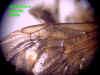 antabrmalewing.JPG (44061 bytes)