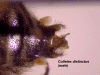 coldismalegenventral.GIF (435079 bytes)