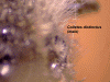 coldismaleside2.GIF (459674 bytes)