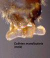 colmanmalegenitalventral2.GIF (254916 bytes)