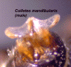 colmanmalegenitalventral3.GIF (227931 bytes)