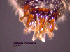 colthomalegendorsal2.GIF (481190 bytes)