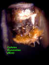 colthymalesterna2.JPG (45491 bytes)