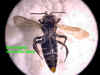 doemonmalebelow.JPG (47086 bytes)