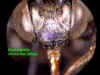 doemonmaleclypeus.JPG (63714 bytes)