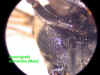 doemonmalemesepisternumbelow.JPG (60616 bytes)
