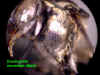 doemonmalemesepisternumside.JPG (62457 bytes)
