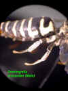 doemonmalemid&rearlegs.JPG (39942 bytes)