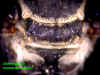 doemonmalescutellum.JPG (70779 bytes)