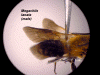 meglanwings.GIF (326913 bytes)
