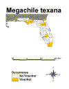 megtex.gif (16913 bytes)